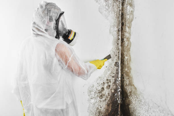 Best Mold Remediation for Rental Properties  in Splendora, TX